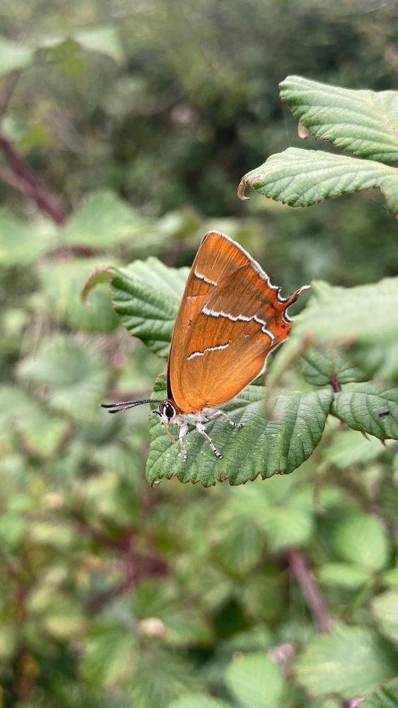 Brown Hairstreak