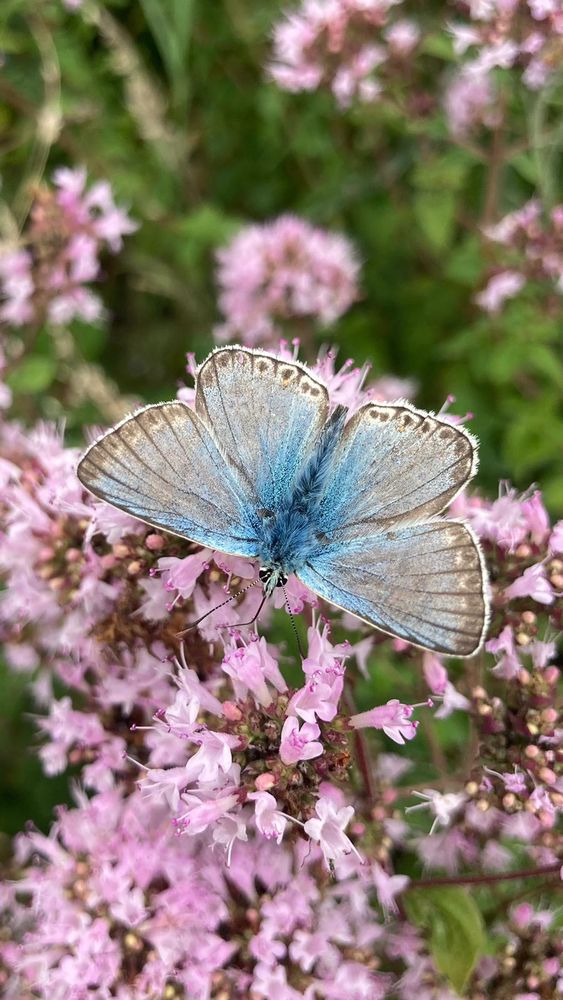 Chalk Hill Blue (male)