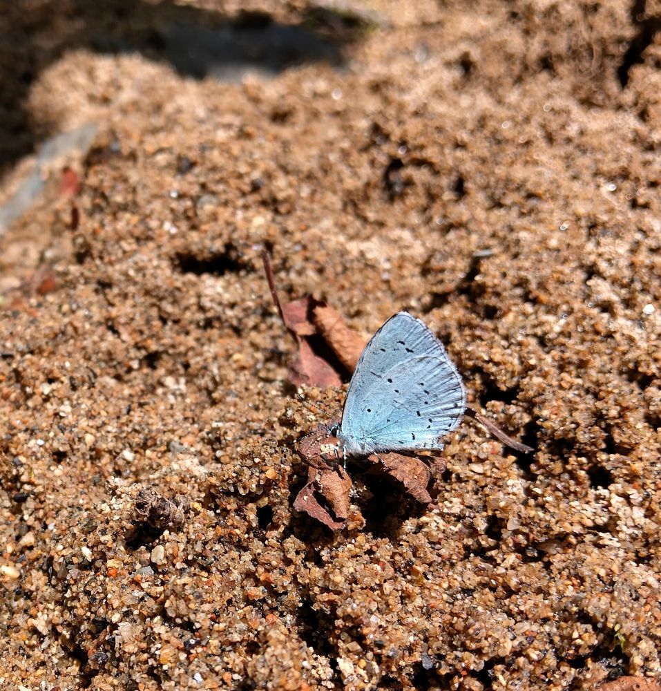 Holly Blue
