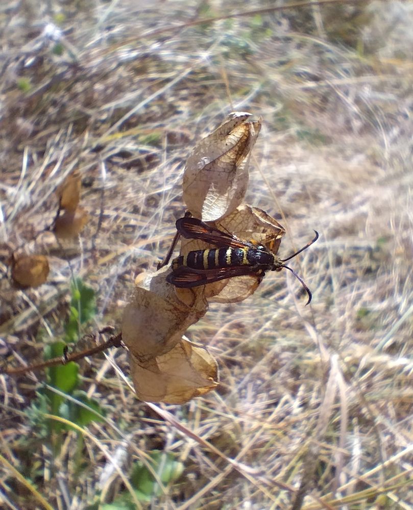 Six-belted Clearwing at Berry Head