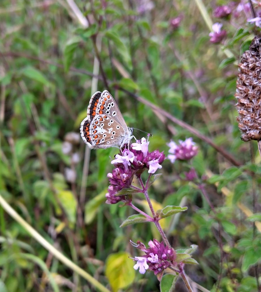 Brown Argus underwing