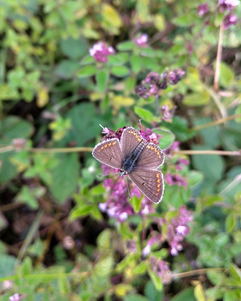 Brown Argus upper wing