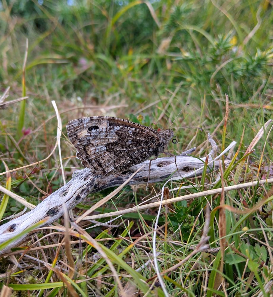 Grayling