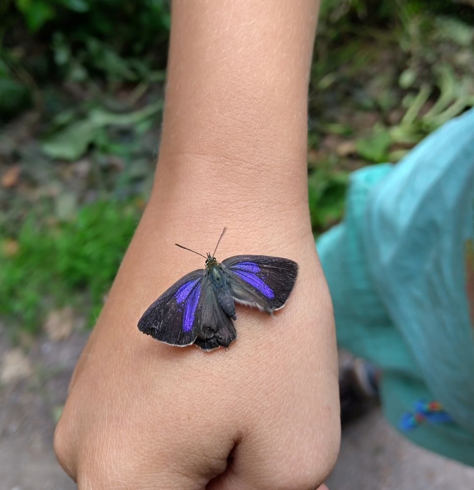 Purple Hairstreak found on footpath with deformed lower wings.