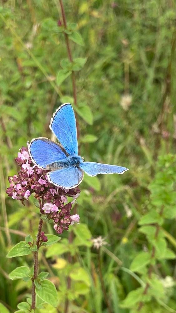 Adonis Blue