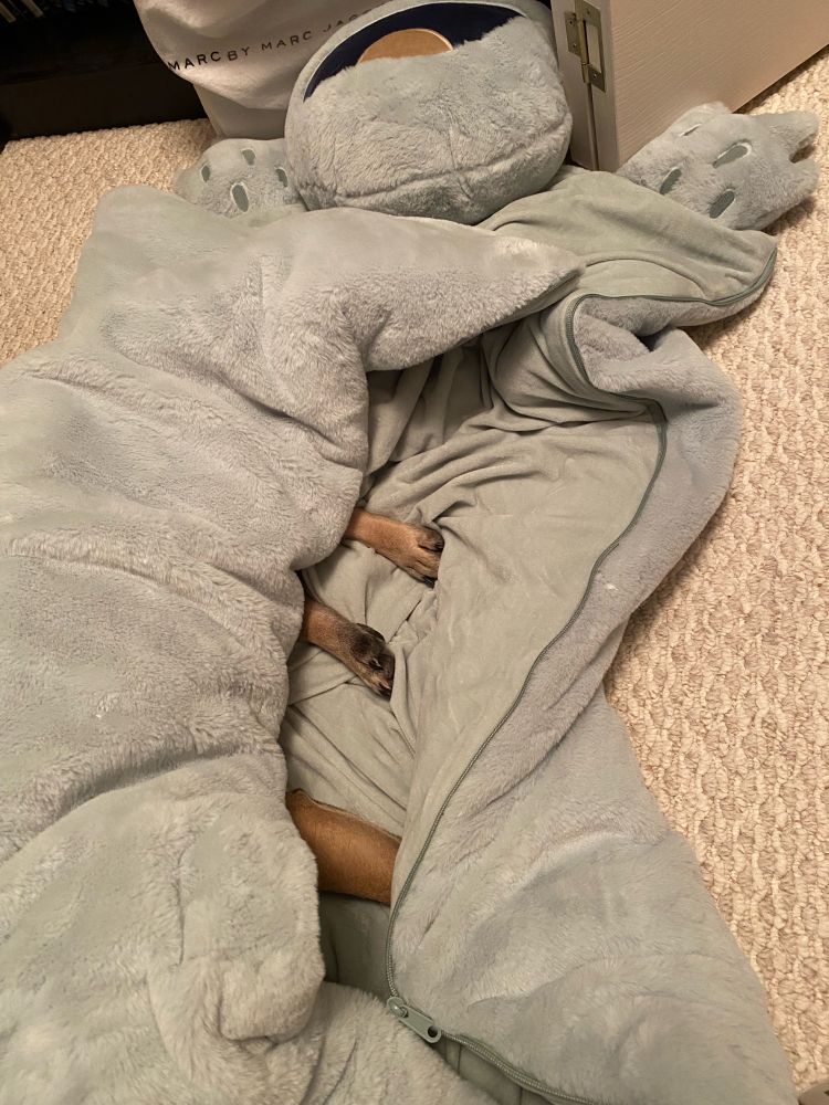 A frog shaped sleeping bag half open, revealing paws of a dog sleeping within. 