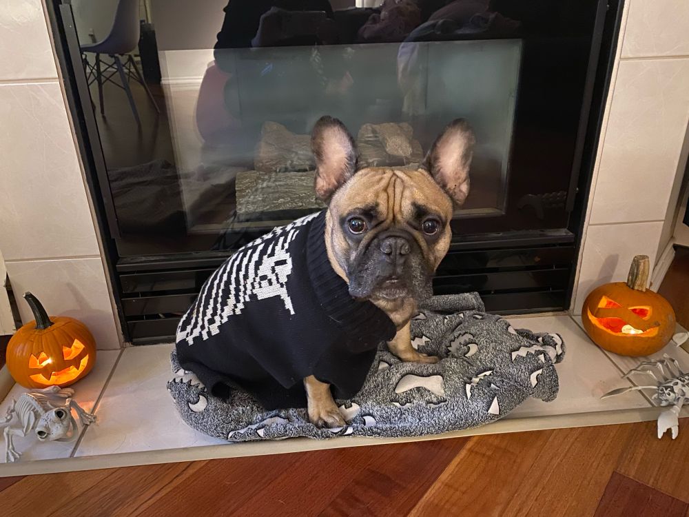 A French bulldog wearing a skeleton sweater