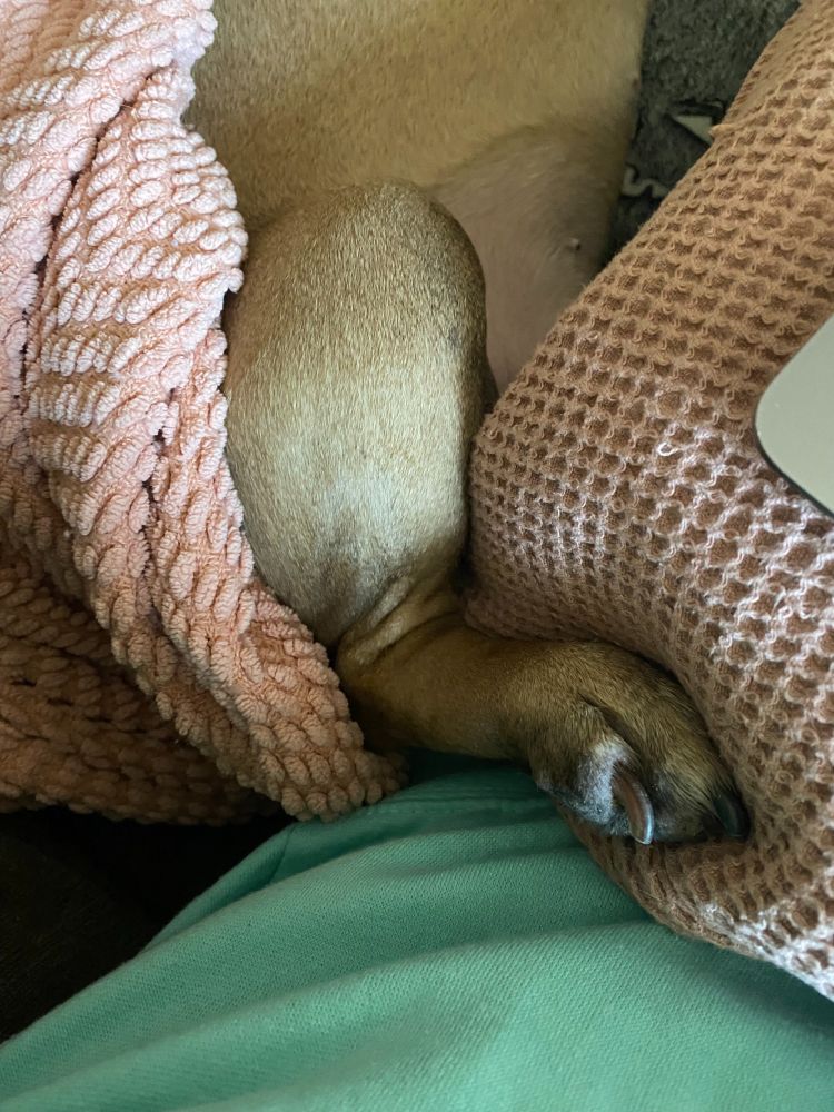 An image of a dog's rear paw and leg resting on the side of a person using a laptop on the couch.