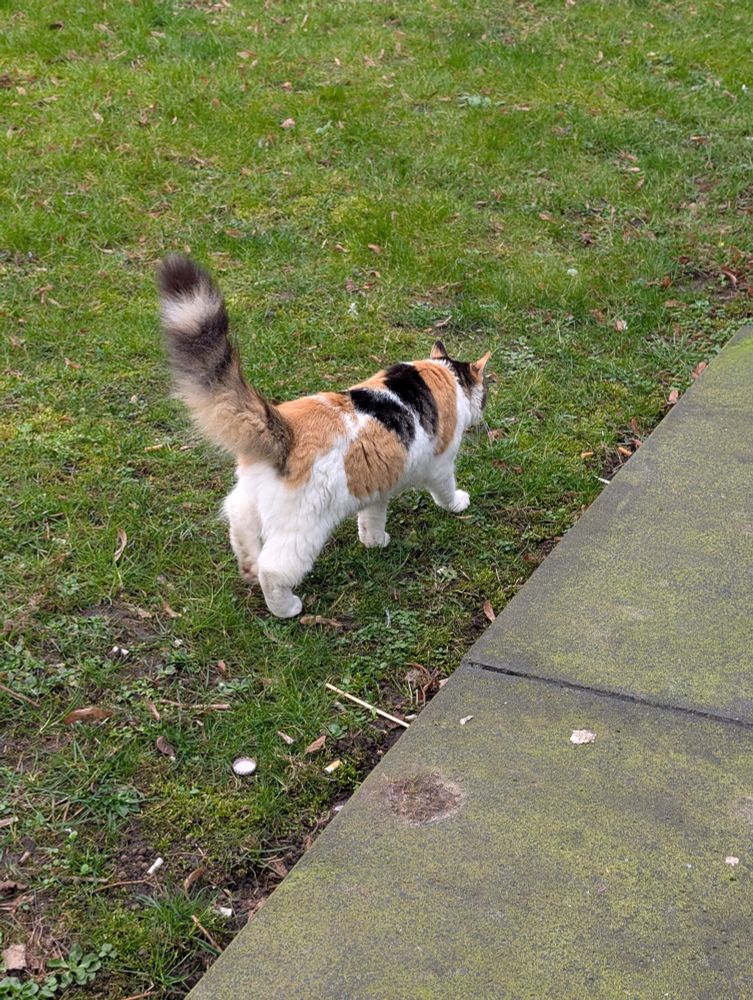 Stationspoes Madelief in het gras