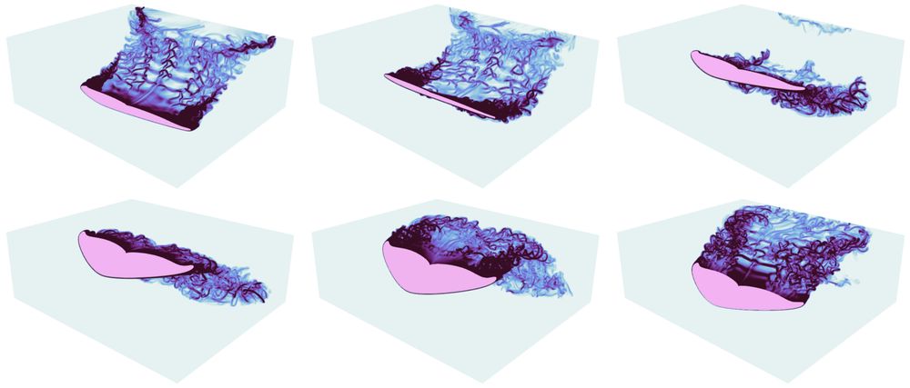 CFD simulation of a whale tail