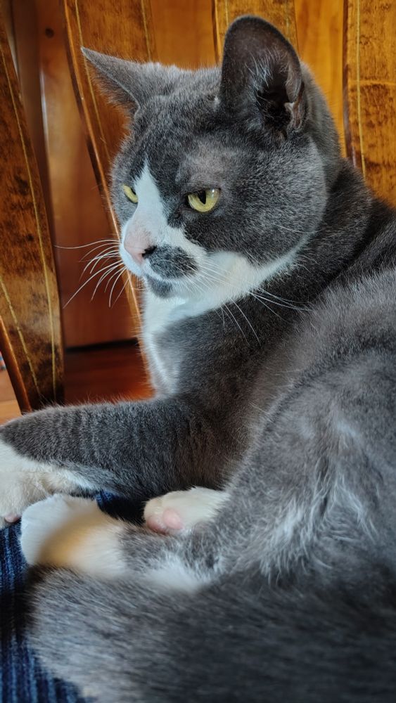 Finn is sitting on the blue cushion in his rocking chair. Purposefully not looking at the camera.