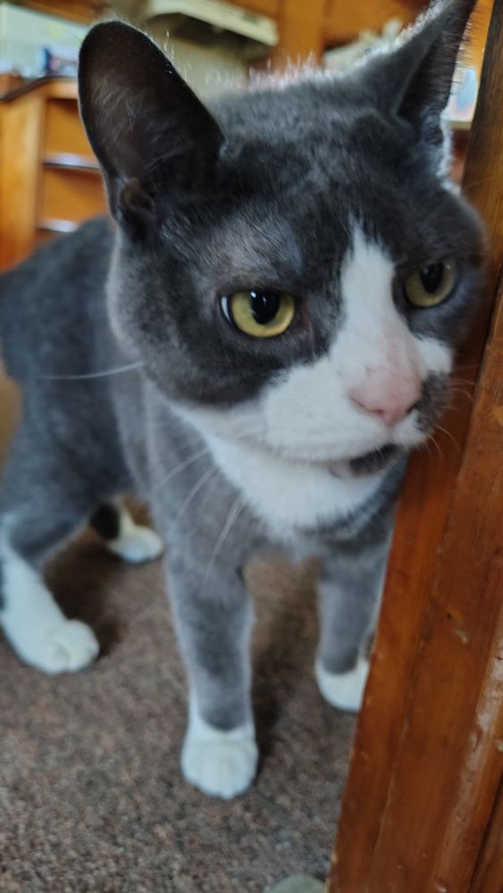 Finn, a gray and white tuxedo cat, is peeking around the corner of a doorframe.