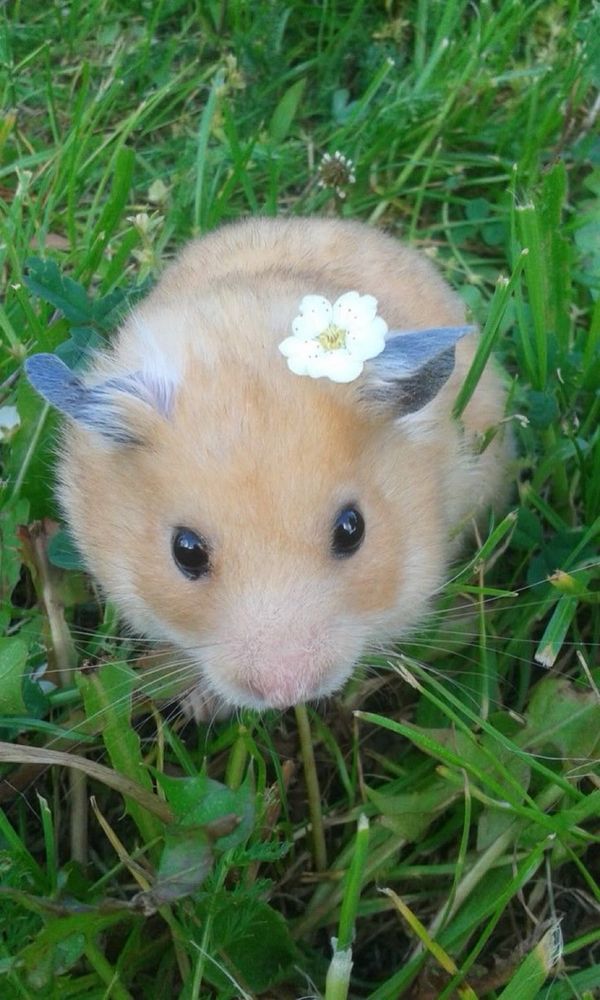 (DISCLAIMER: The hamster in the image is NOT mine and all credits to the image rightfully belong to the original owner.) 