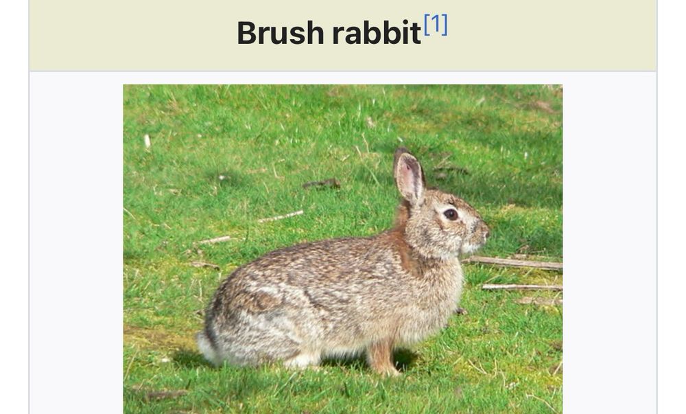 This image is a capped screenshot taken from Wikipedia, and features an image of a Brush Rabbit. Wikipedia defines specifies this rabbit as a "...species of cottontail rabbit found in western coastal regions of North America, from the Columbia River in Oregon to the southern tip of the Baja California Peninsula. Its range extends as far east as the eastern sides of the Sierra Nevada and Cascade mountain ranges". 
