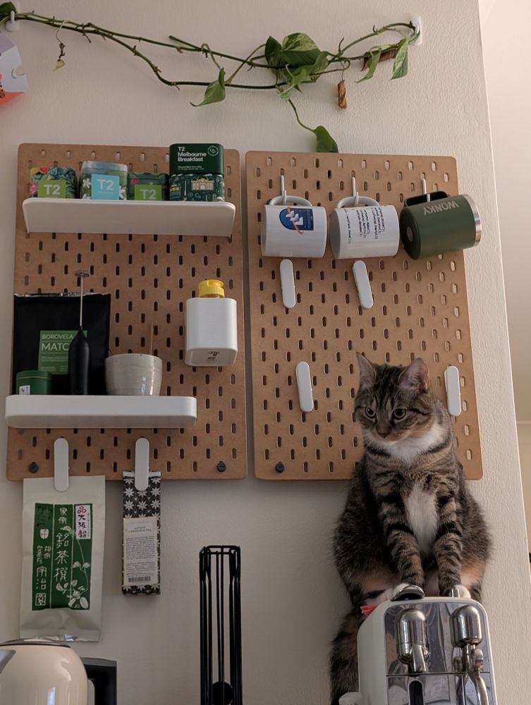 A tabby british short hair cat sitting on top of a pod coffee machine. The wall behind the coffee machine is a pegboard with multiple shelves of tea, coffee mugs and macha. There's a vine of leaves towards the top of the pegboard. 
