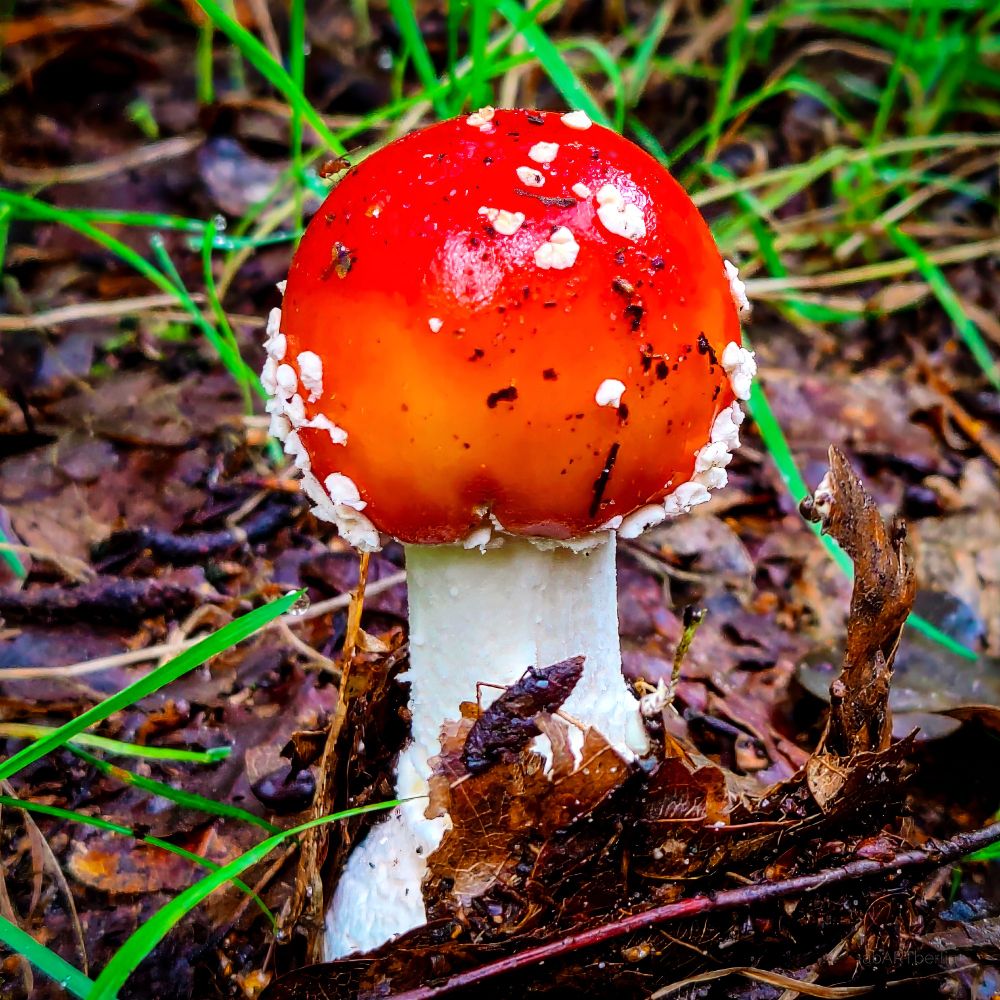 Das Foto zeigt einen Fliegenpilz in Nahaufnahme. Mit auf dem Bild ist Waldboden zu sehen mit nassem Laub, der typische Herbststimmung vermittelt.