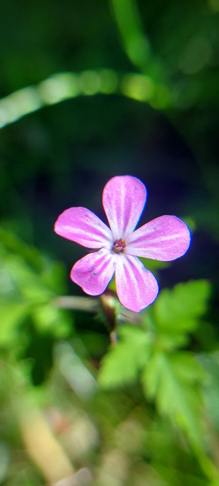 Ca. 3cm große Blüte. 6 blütenblätter, rosa mit weißen Streifen. Zentral die kleinen Staubblätter. Weiße Stiele mit dunkelrote Köpfchen. 