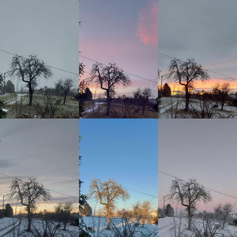 Collage aus 6 Bildern. Grosser Apfelbaum,  Schnee wird in jedem Bild mehr .