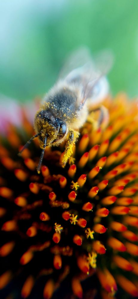 Nahaufnahme der mit Blütenpollen bedeckten Biene. Dutzende gelb, rote Zapfen der Blüte. Dazwischen einige gelbe Staubblätter .
