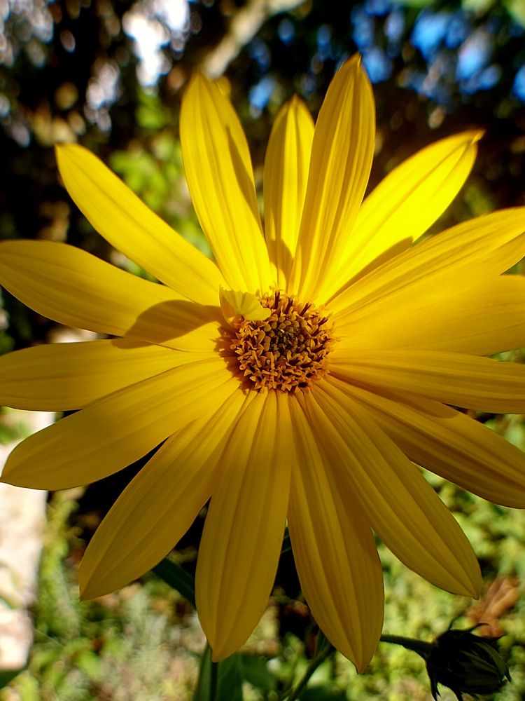 Die gelbe Blüte, die obere Hälfte in der Sonne.  Ein blütenblatt ragt heraus, und wirft ein Schatten auf die anderen blütenblätter. 