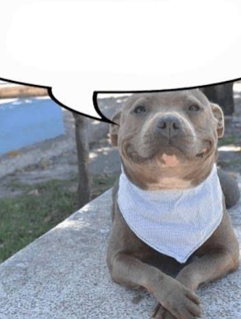Pit Bull with an apron on, patiently waiting. There is a speech bubble above their head 