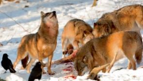 "Box 3 Regulating interactions of wolves and the complex perceptions of their contributions to people
Grey wolves (Canis lupus), historically distributed throughout North America and Eurasia, provide an excellent widespread example of how the extirpation of a top predator in an ecosystem can mediate herbivore release, ultimately altering the landscape8. Removal of wolves in the eastern USA and Canada has led to overpopulation of white-tailed deer, causing vegetative shifts that have harmed ecosystem conservation and NCP146. The loss of top predators, including wolves, has also released mesopredators such as red foxes and coyotes in the western USA, which has potential consequences for zoonotic disease regulation. Reintroducing wolves has been suggested to reduce Lyme disease incidence by reducing the density of mesopredator hosts of ticks64. Trophic cascades resulting from the loss or reintroduction of these top predators to ecosystems exemplifies their importance for regulating ecosystem function44,62."

https://www.nature.com/articles/s44358-024-00006-9#Sec23