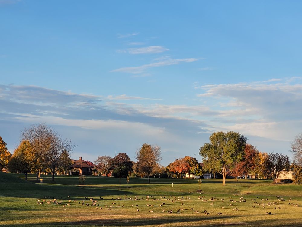 Canadian Geese in IL