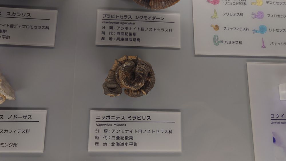 福井県立恐竜博物館にて