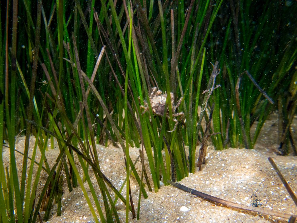 A crab hanging on to seagrass