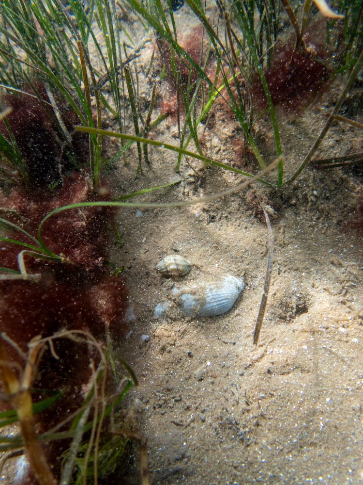 A snail hiding in the seagrass