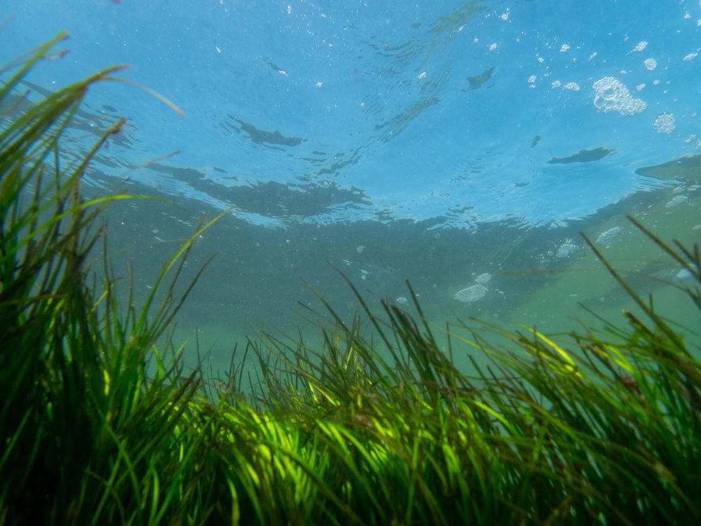Seagrass flowing with the currents