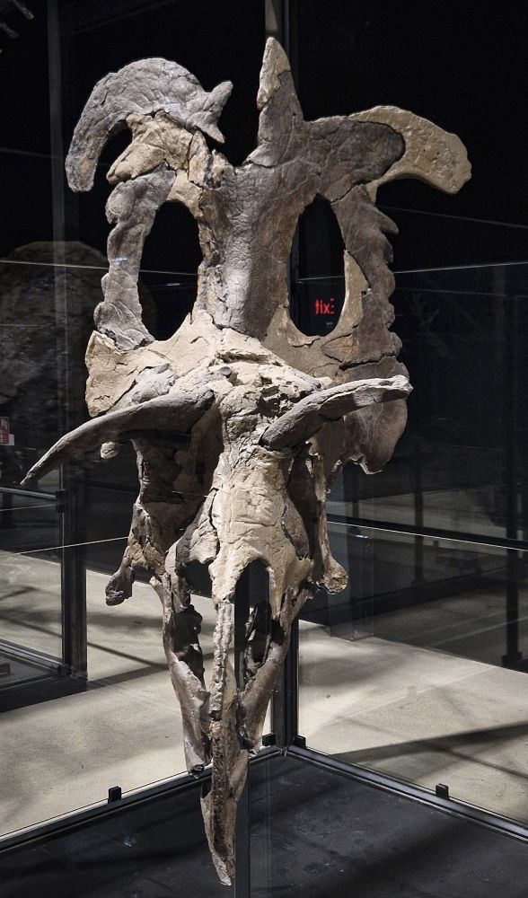 The skull seen from the front, very narrow, and with adorably asymmetrical horns.