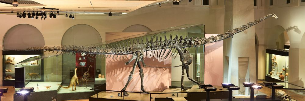 The 17-m long Sauropod "H.Q. 1" in full glory in the museum's hall a few days before the opening.