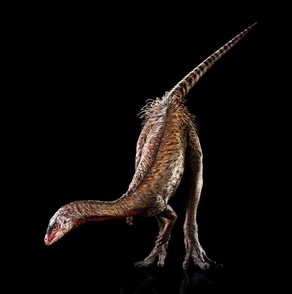A life-size reconstruction of the small dinosaur Nanosarus agilis. It has a brown-y camouflage coloured downy surface, except for the face and neck, which have splotches of coloured scales, and the tail that is covered in large scales. The hip region sports a skirt of pointy quills.