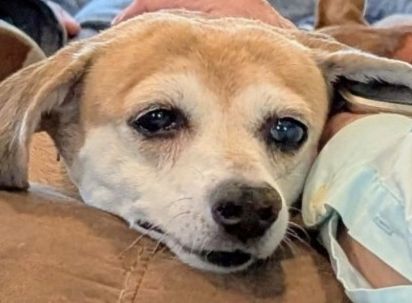 A hungry dog staring with deep sad longing at a piece of food not shown 