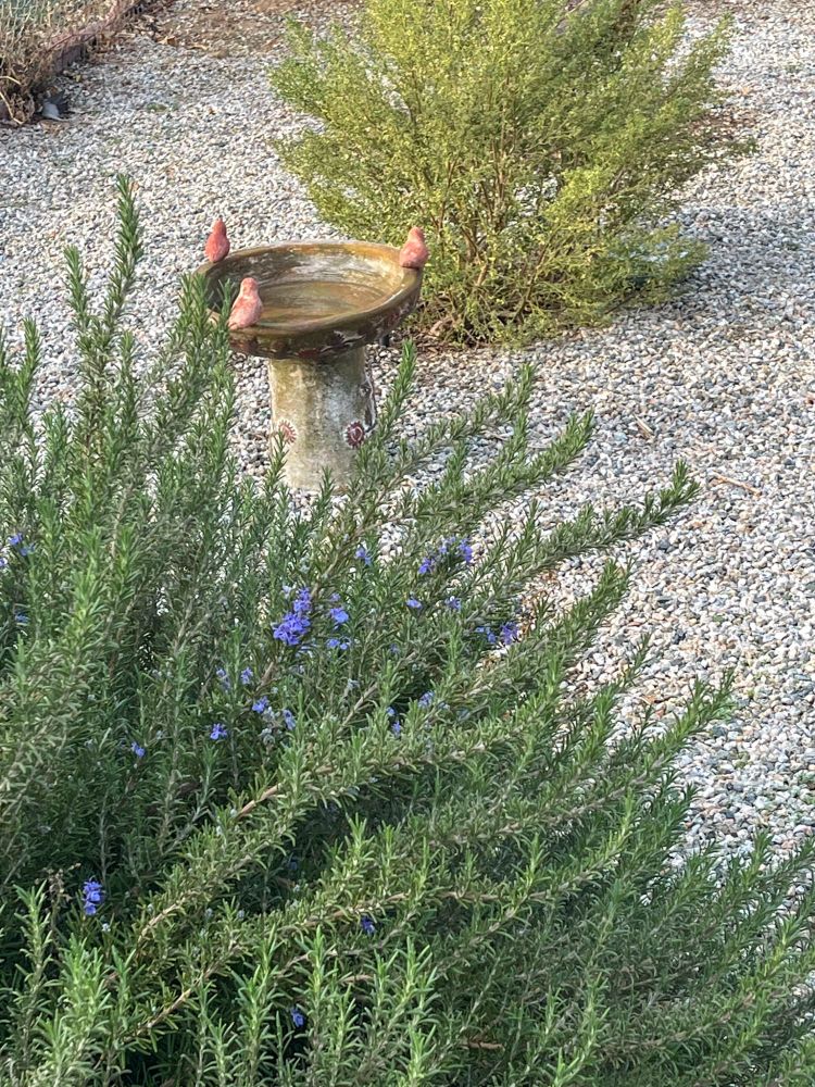 rosemary plant with blooms