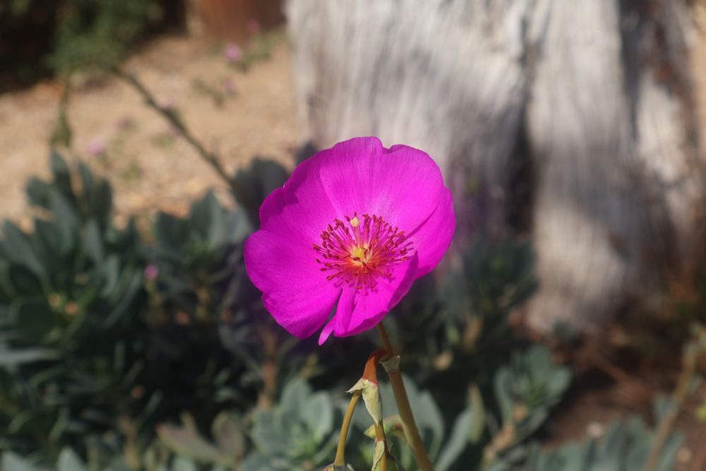 Rock Purslane succulent with one single pink bloom