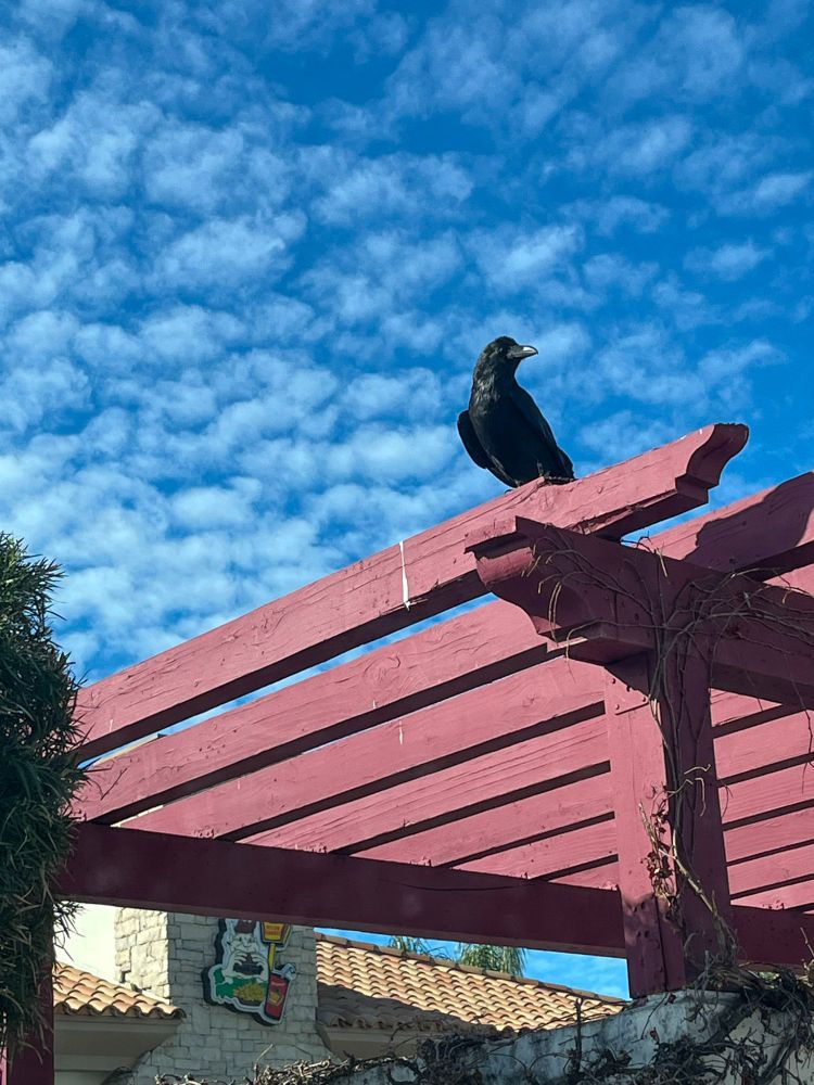 Good morning! a crow sits on top of a wood trellis.
