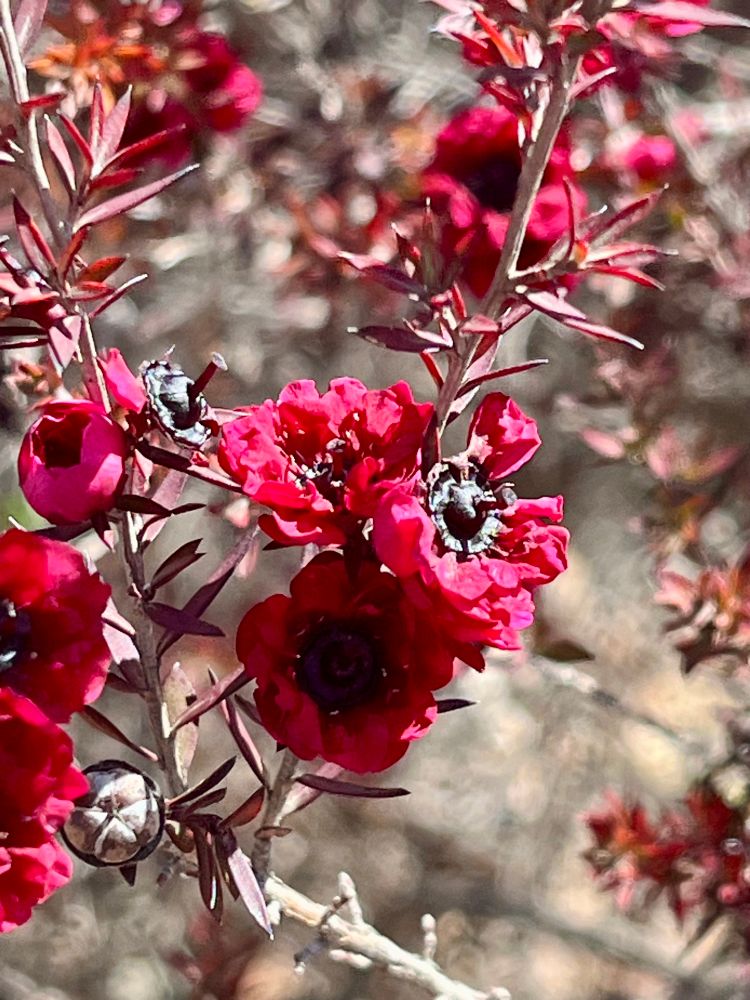 Ending a beautiful day with a close up photo of a plant with red blooms. Photo was taken at a public park. 