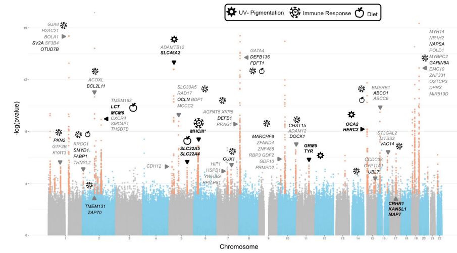Manhattan plot showing the detected selection signals and the related traits