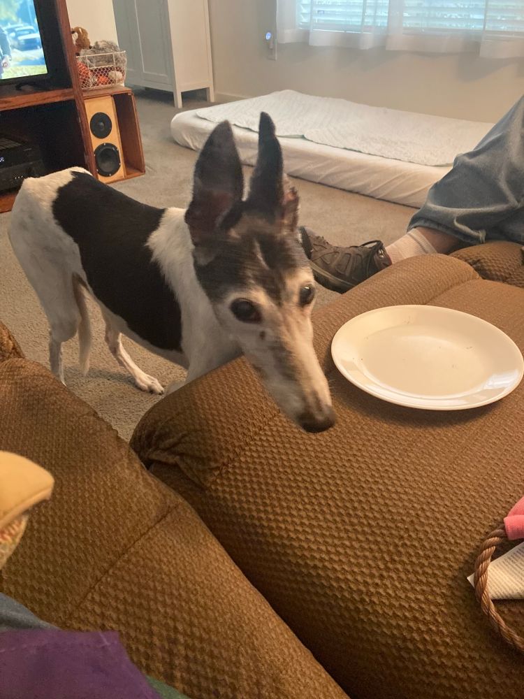 Bessie the black and white greyhound. 