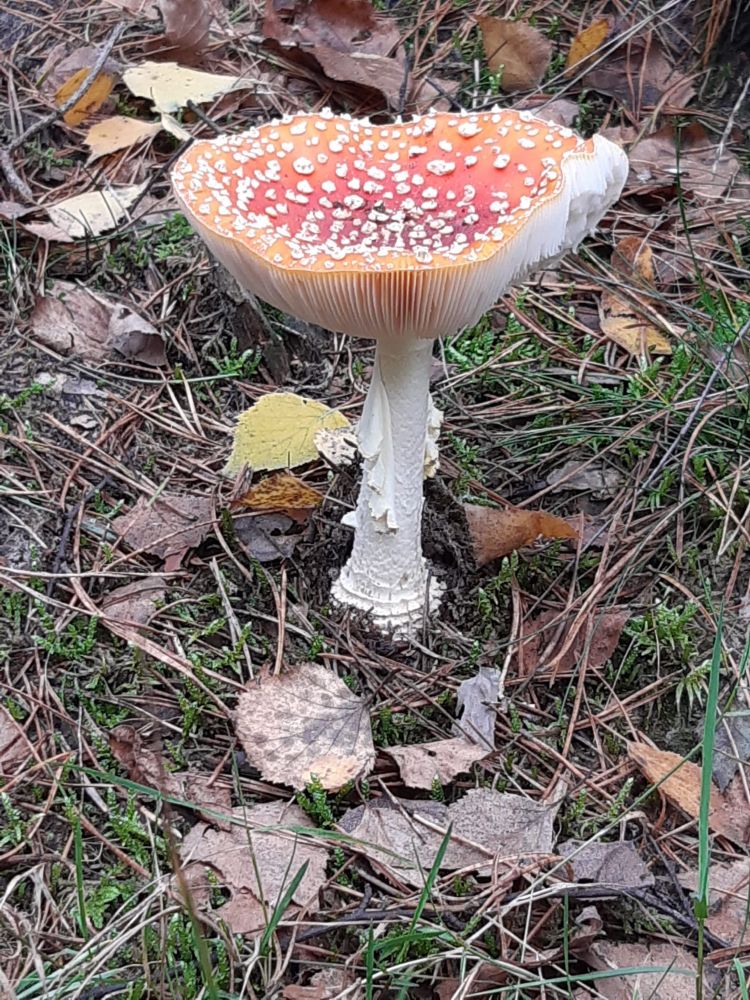ein Fliegenpilz