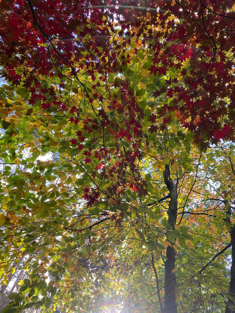 Herbstlaub von Buche und Fächer-Ahorn von unten gegen die Sonne fotografiert.