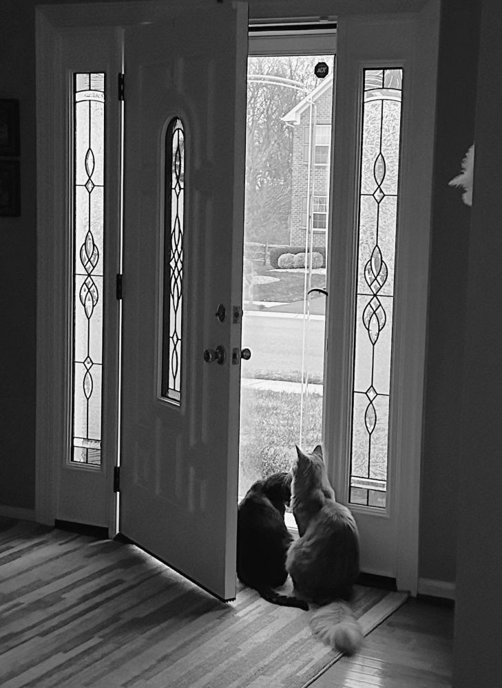 少しだけ開いたドアの隙間から、肩を並べて外を眺める2匹の猫