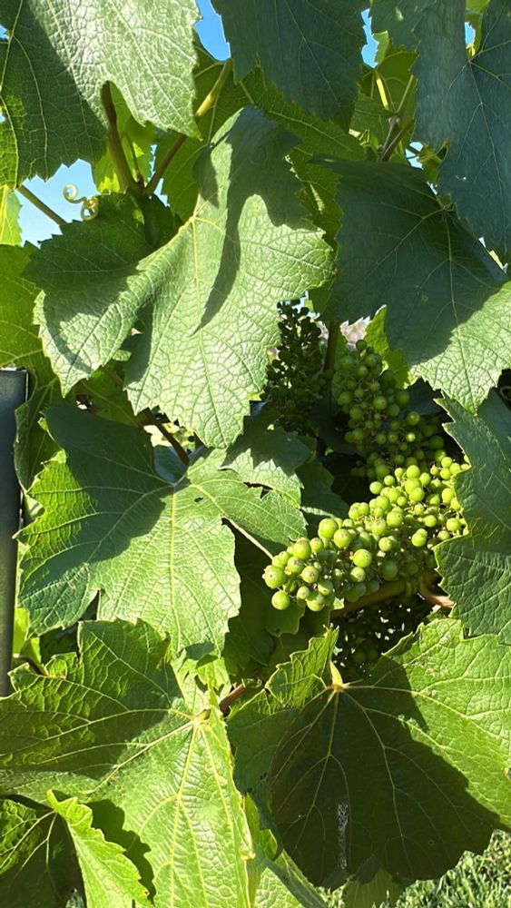 Grapes! Large green leafs and bundles of small  baby grapes 
