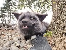 Black Mutt fox doing a cray cray face 