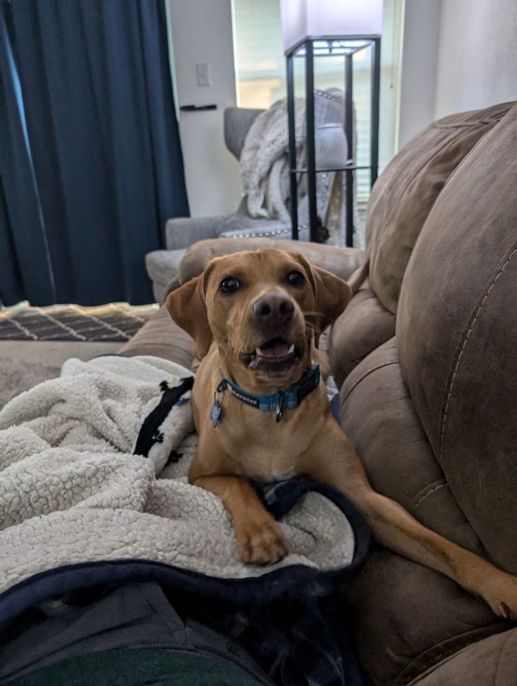 Harrison the dog saying hi