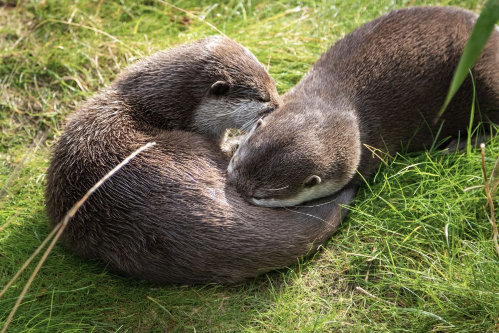 A pair of Asian small-clawed otters nibbling each other