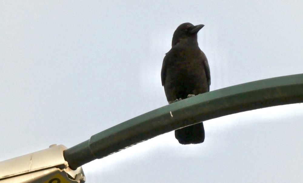 Crow (silhouetted) sitting on a lamp post