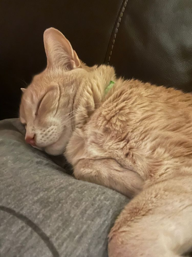Orange cat sleeping